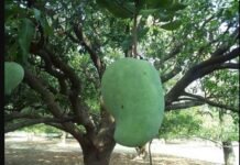 அழியும் நிலையில் 2000க்கு விலை போகும் நூர்ஜஹான் மாம்பழங்கள் noorjahan mangoes in dangerous stage